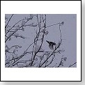 Winterbaum mit Vogel